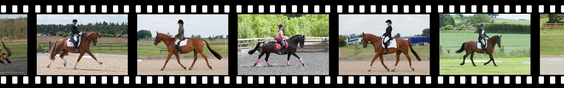 Equines in Action - Dressage Header